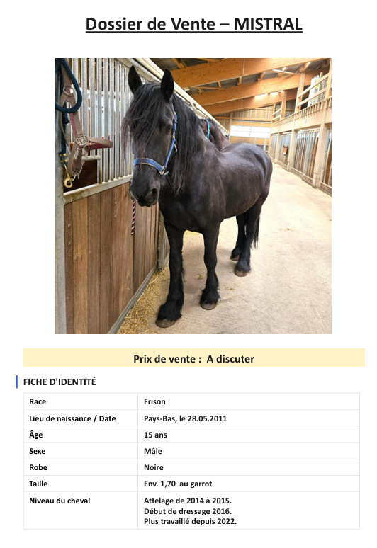 Gelding Friesian For sale 2011 Black