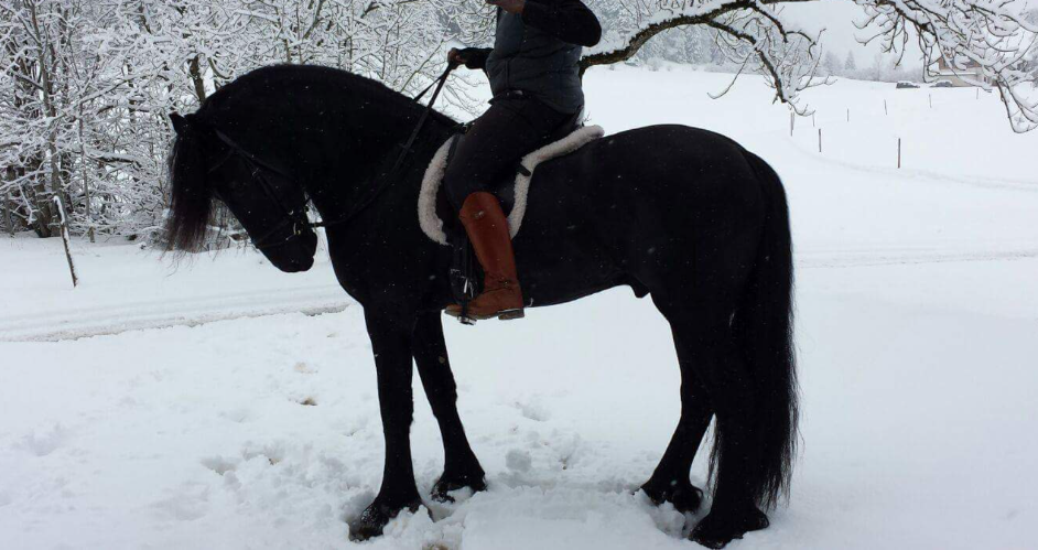 Gelding Friesian For sale 2011 Black