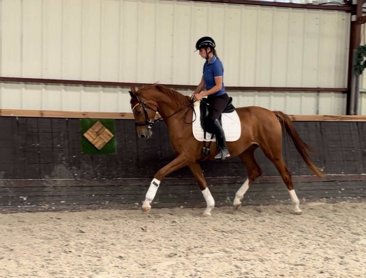 Mare Origin Recorded For sale 2023 Chesnut