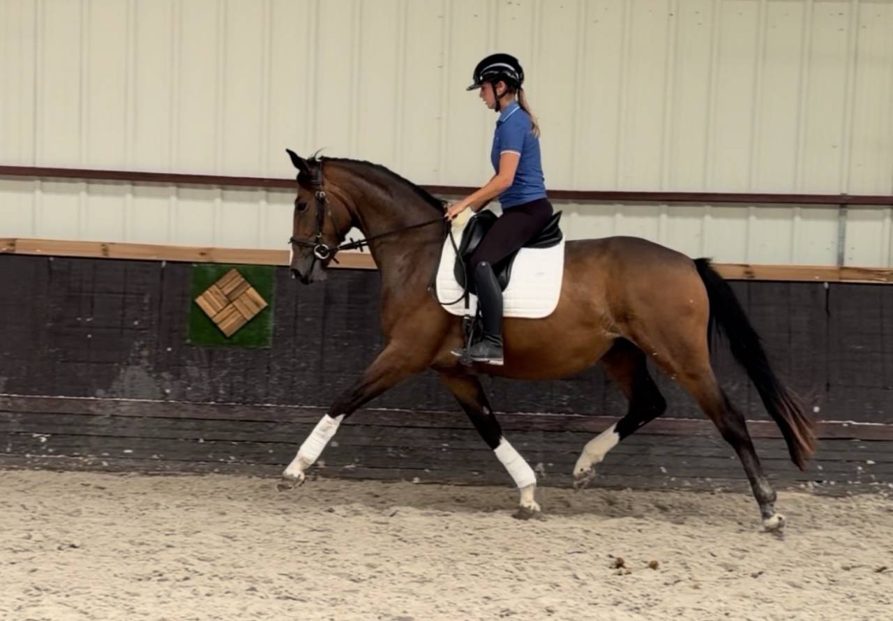 Mare Origin Recorded For sale 2023 Bay