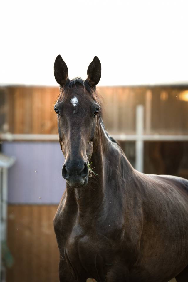 Mare Origin Recorded For sale 2021 Bay