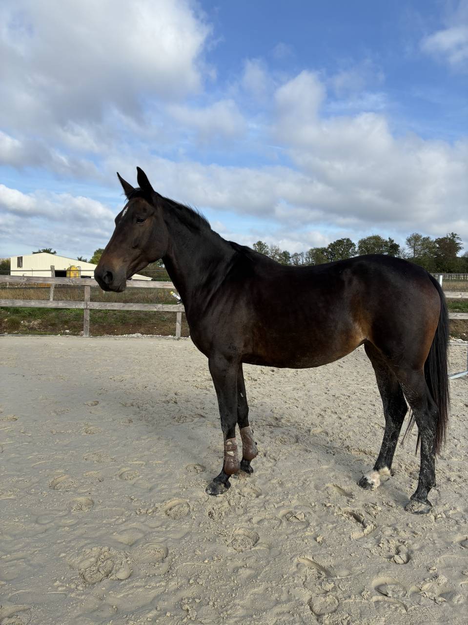 Mare Origin Recorded For sale 2021 Bay