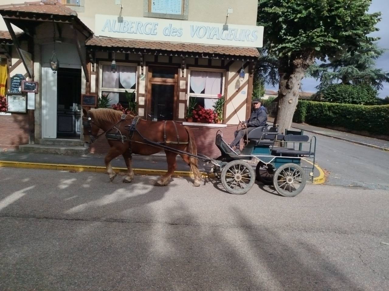 Mare Breton Heavy Draft For sale 2023 Chesnut