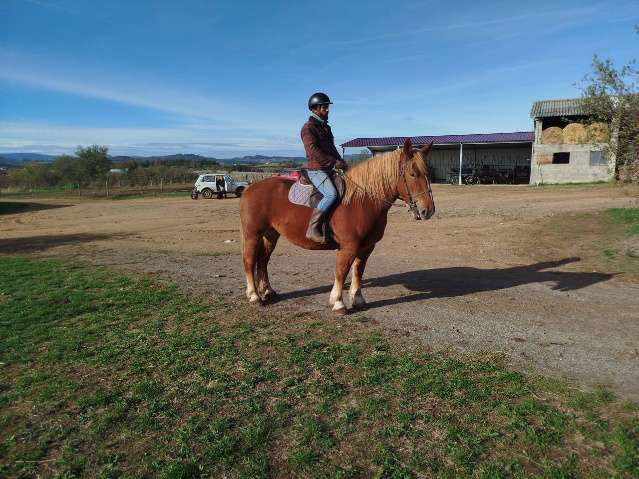 Mare Breton Heavy Draft For sale 2023 Chesnut