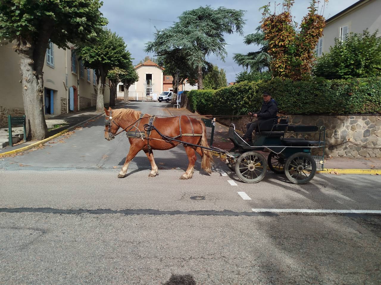 Mare Breton Heavy Draft For sale 2023 Chesnut