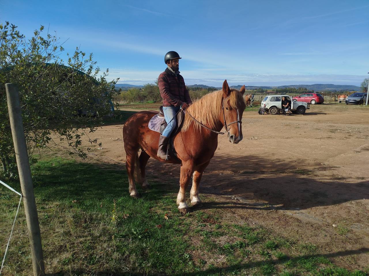 Mare Breton Heavy Draft For sale 2023 Chesnut