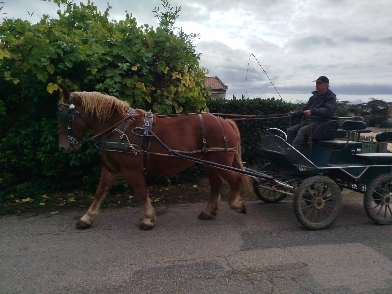 Mare Breton Heavy Draft For sale 2023 Chesnut