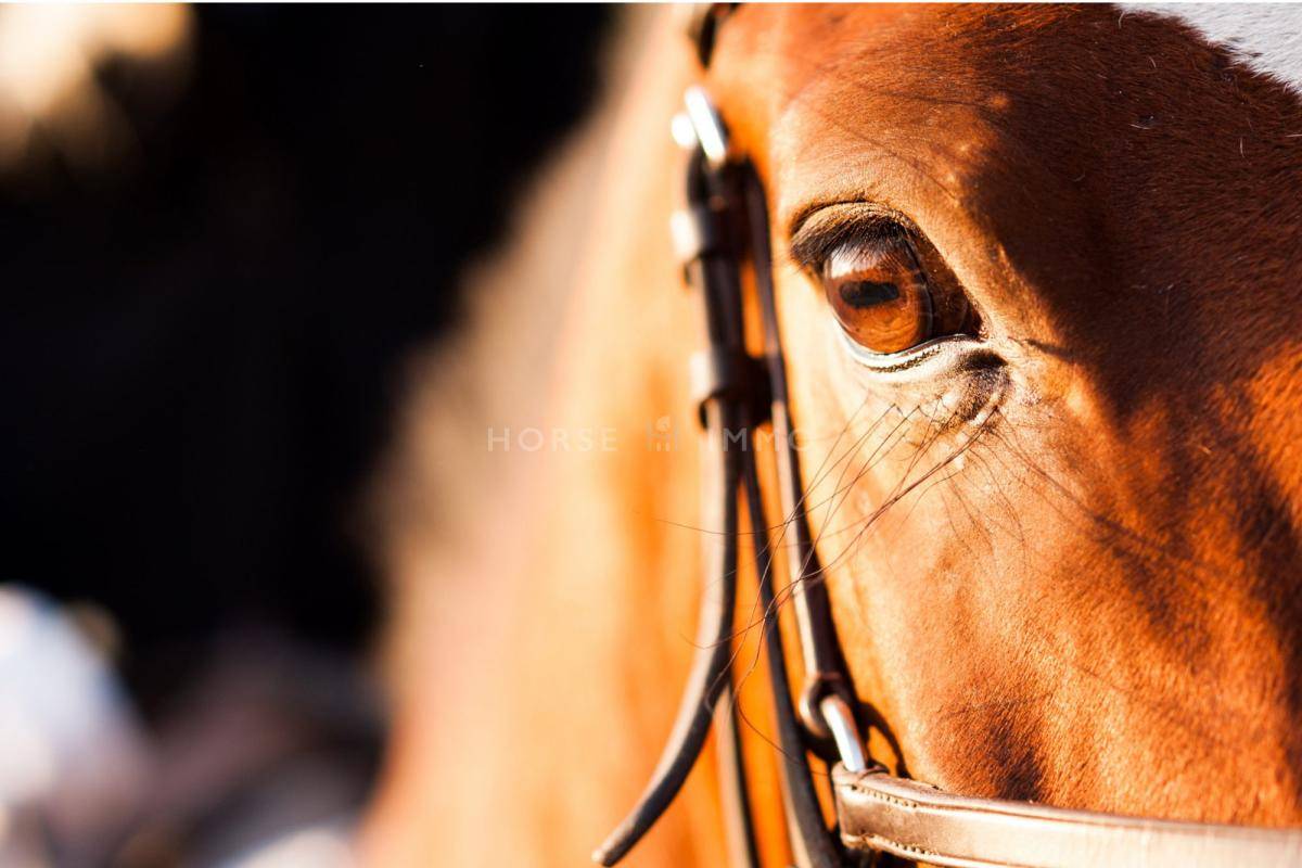Equestrian property  H&eacute;rault
