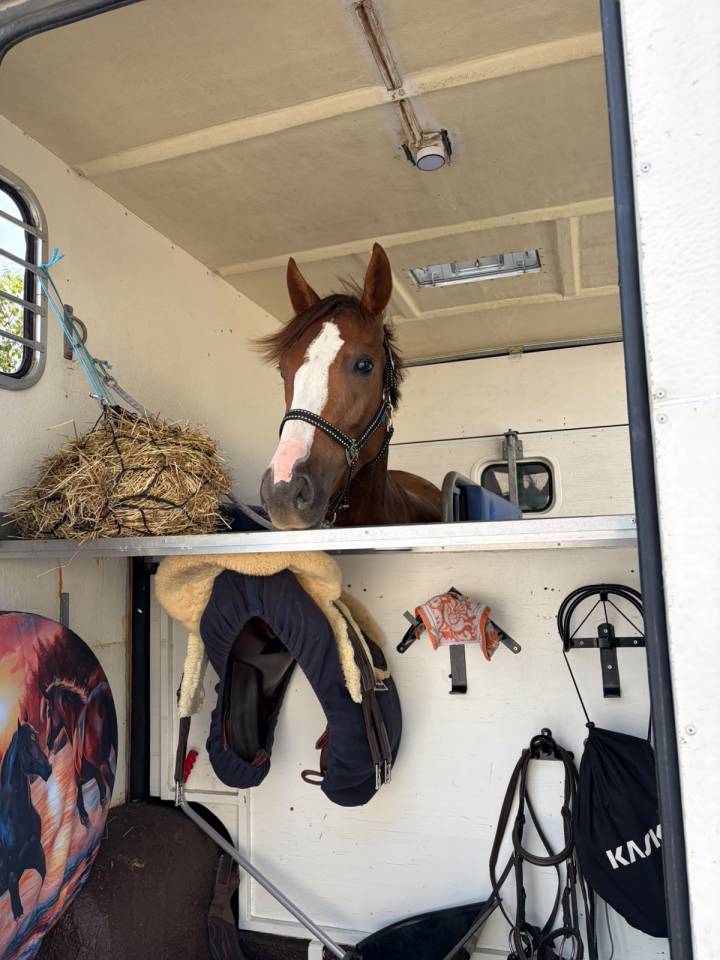 Gelding French Saddle Pony For loan 2022 Chesnut