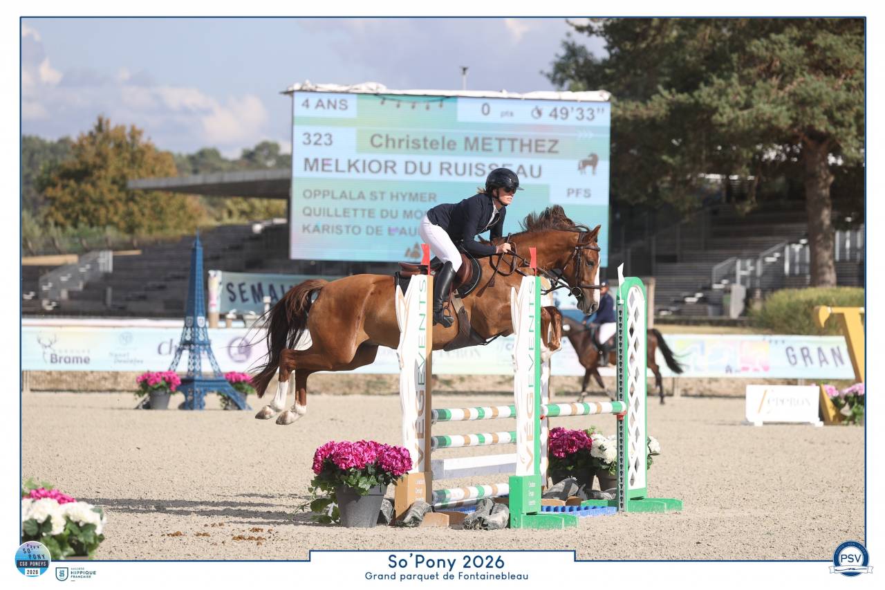 Gelding French Saddle Pony For loan 2022 Chesnut