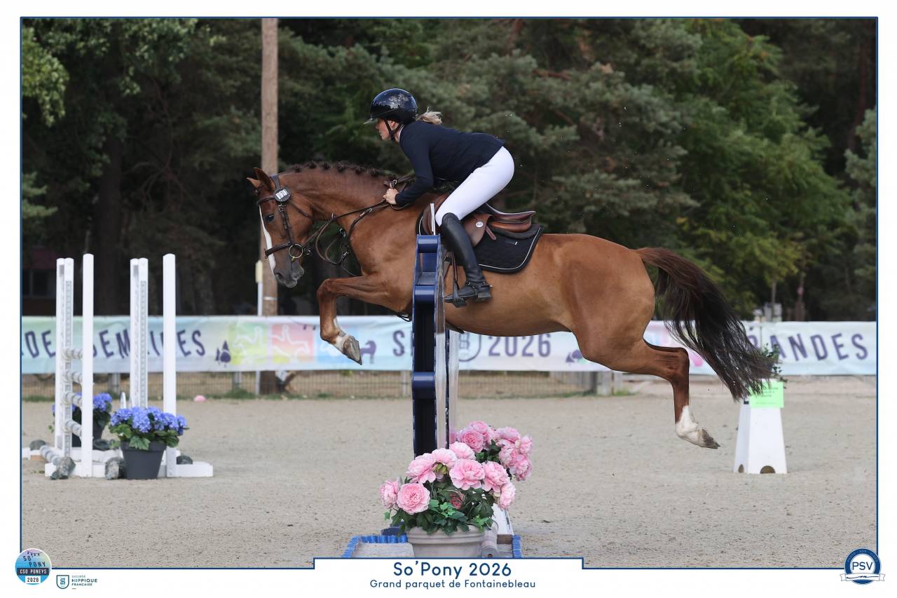 Gelding French Saddle Pony For loan 2022 Chesnut