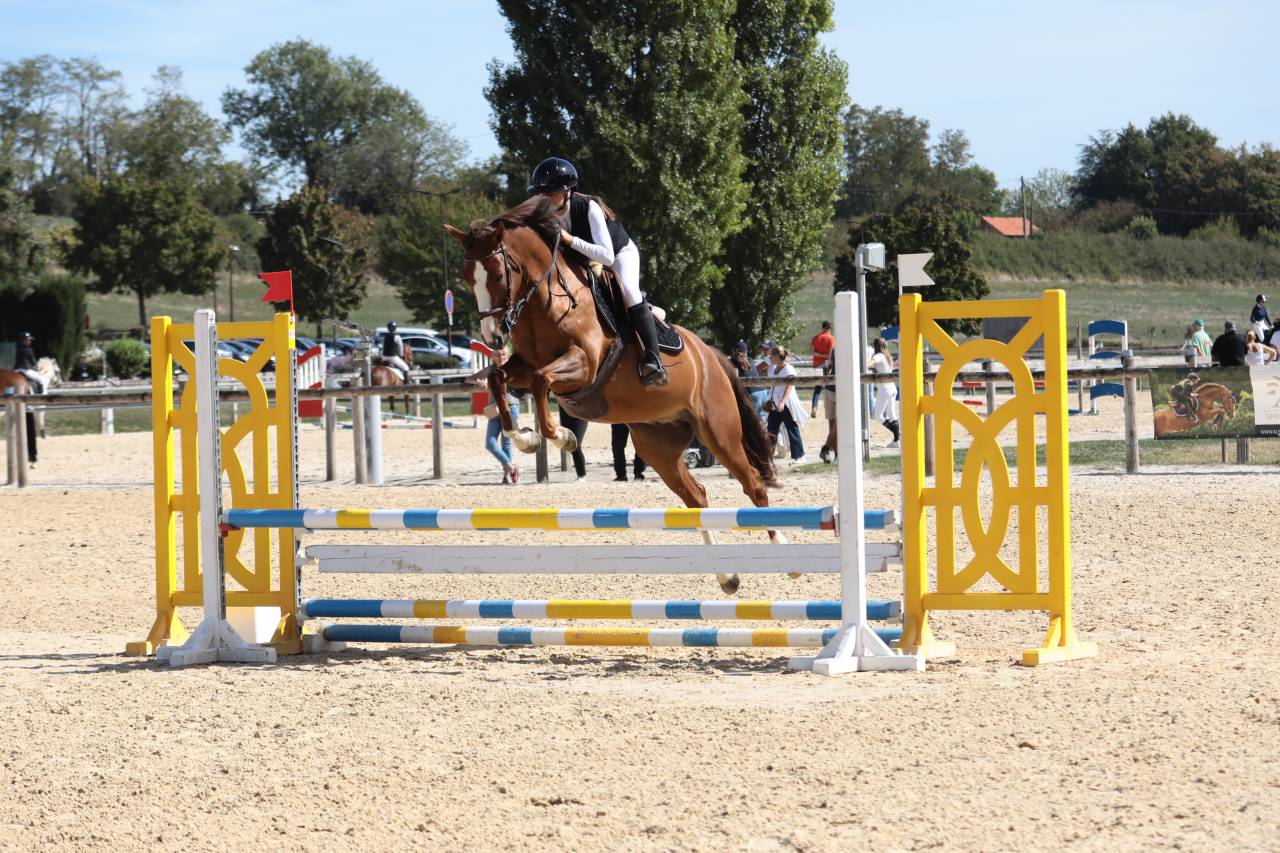 Gelding French Saddle Pony For loan 2022 Chesnut