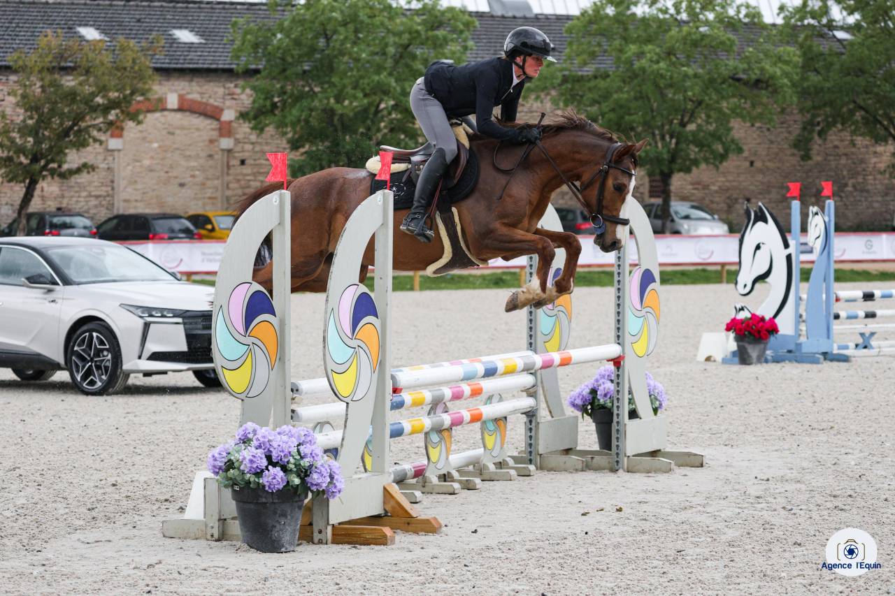Gelding French Saddle Pony For loan 2022 Chesnut