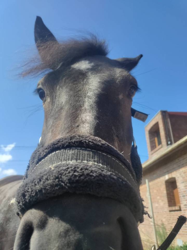 Filly Pottok  For sale 2020 Black