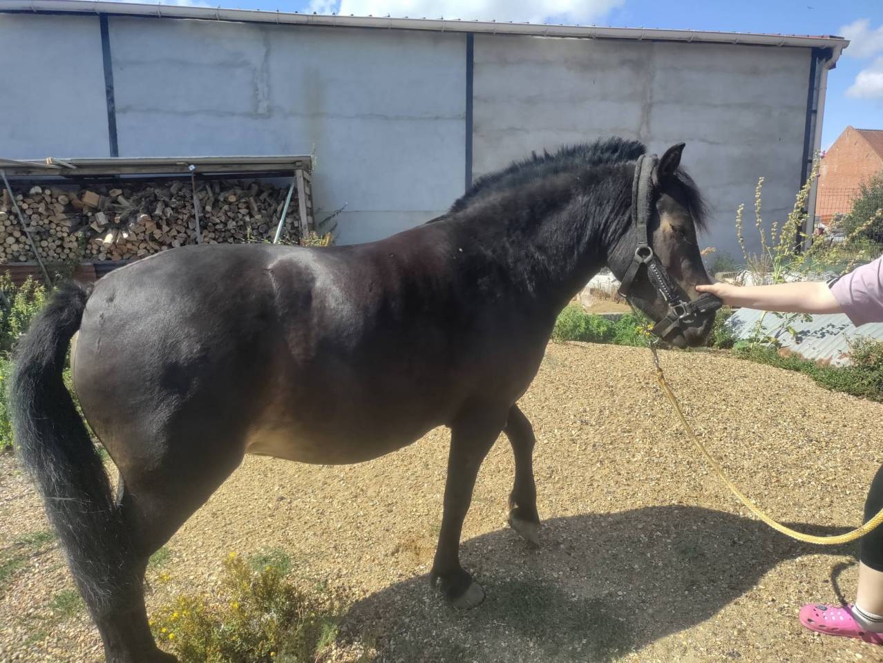 Filly Pottok  For sale 2020 Black