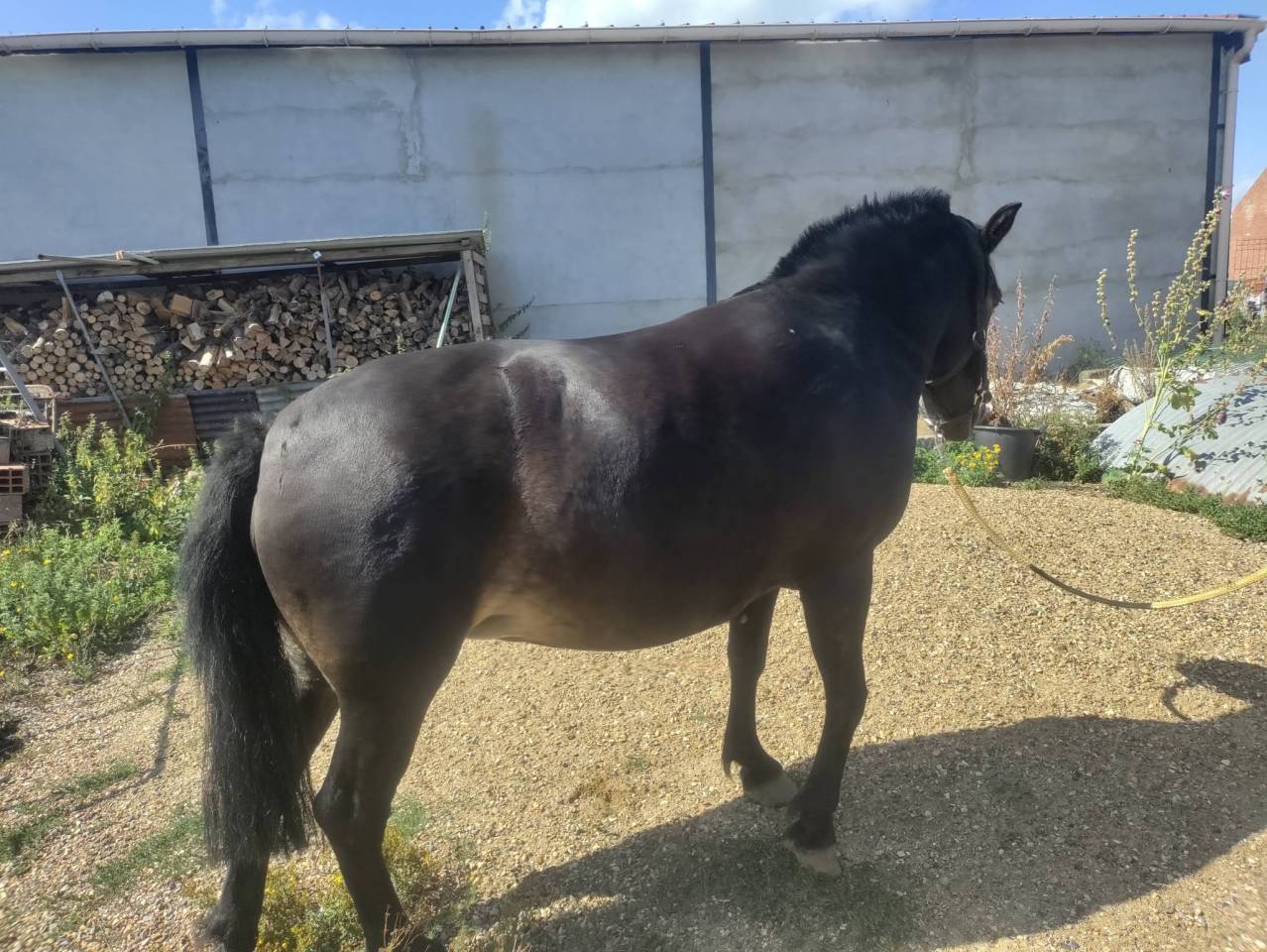 Filly Pottok  For sale 2020 Black