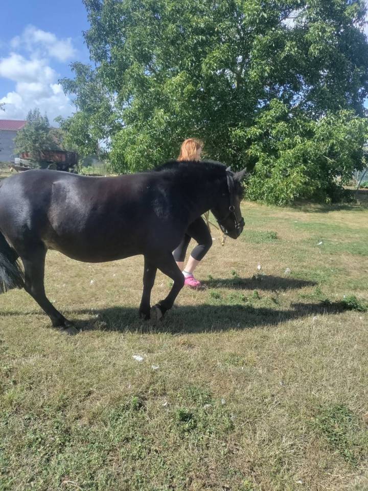 Filly Pottok  For sale 2020 Black