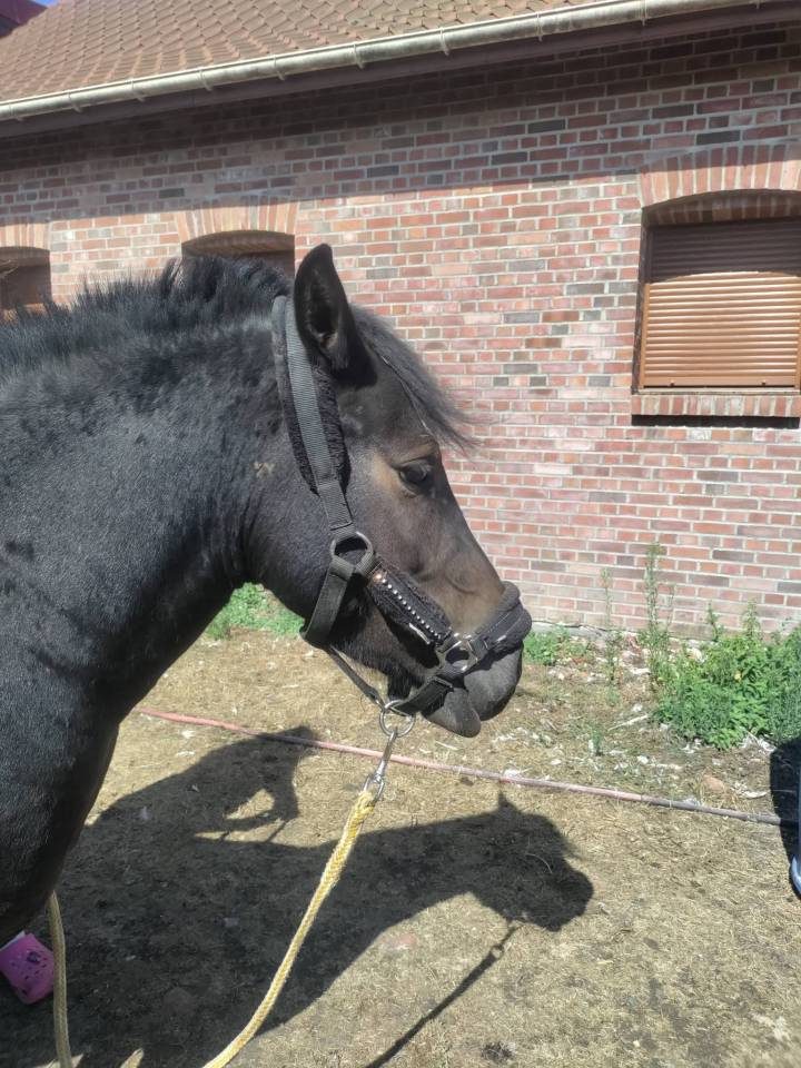 Filly Pottok  For sale 2020 Black