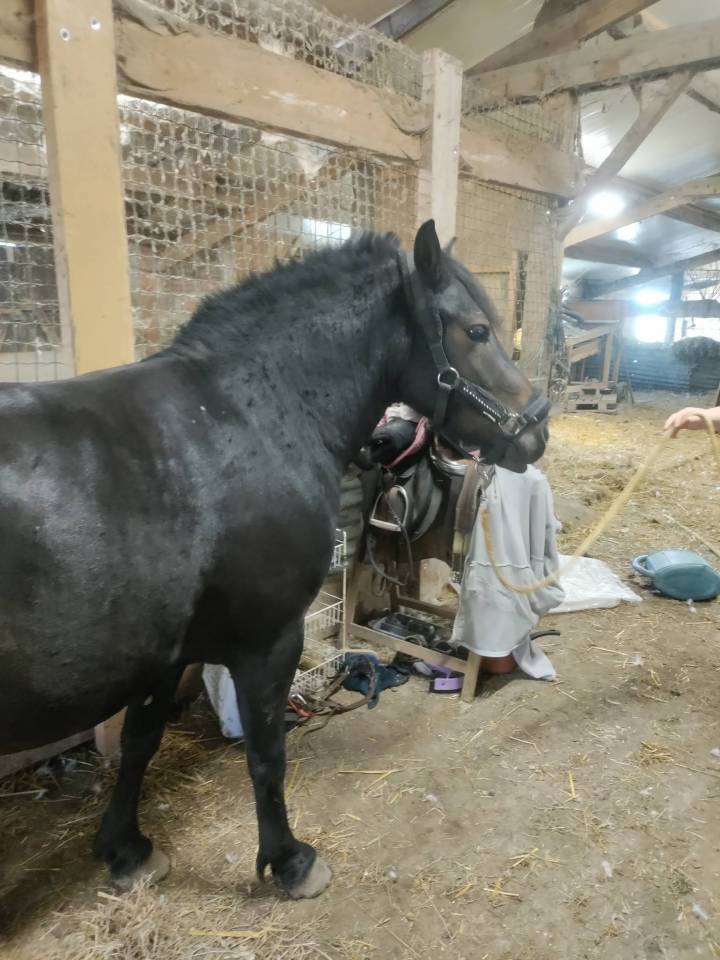 Filly Pottok  For sale 2020 Black