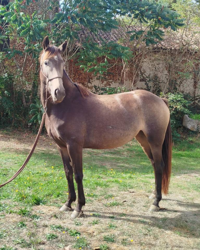 Mare Connemara For sale 2022 Black