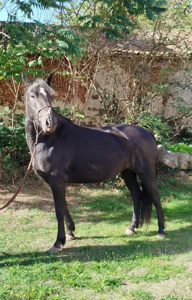 Mare Connemara For sale 2022 Black