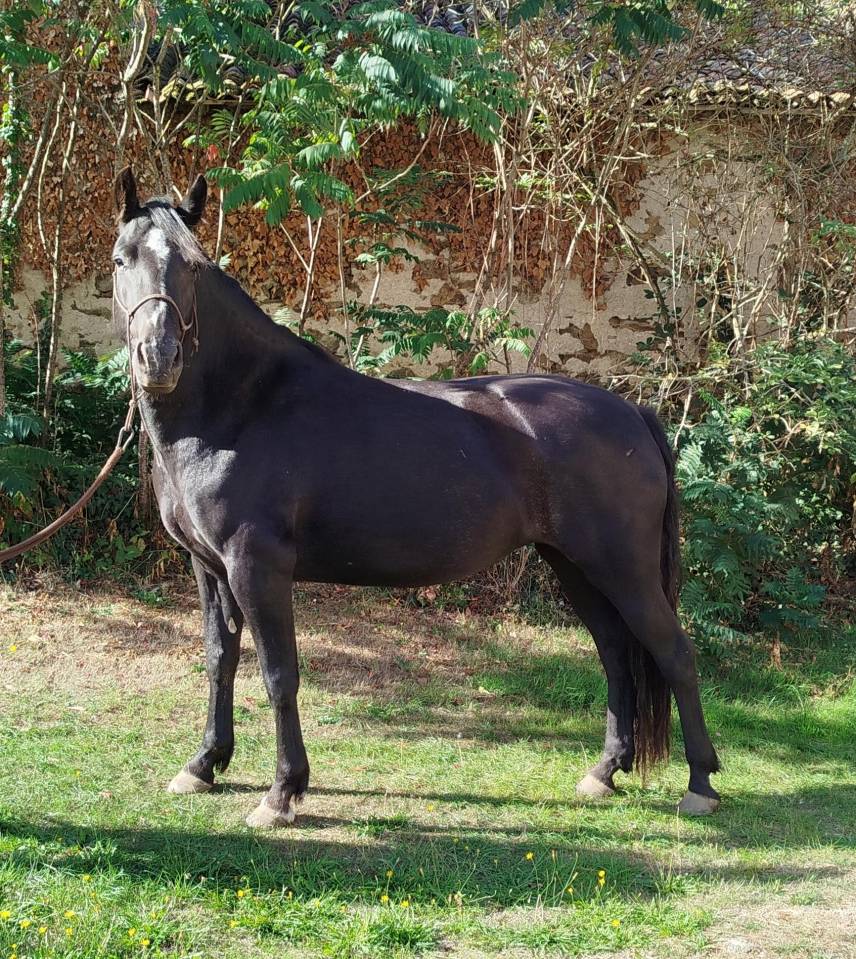 Mare Connemara For sale 2022 Black