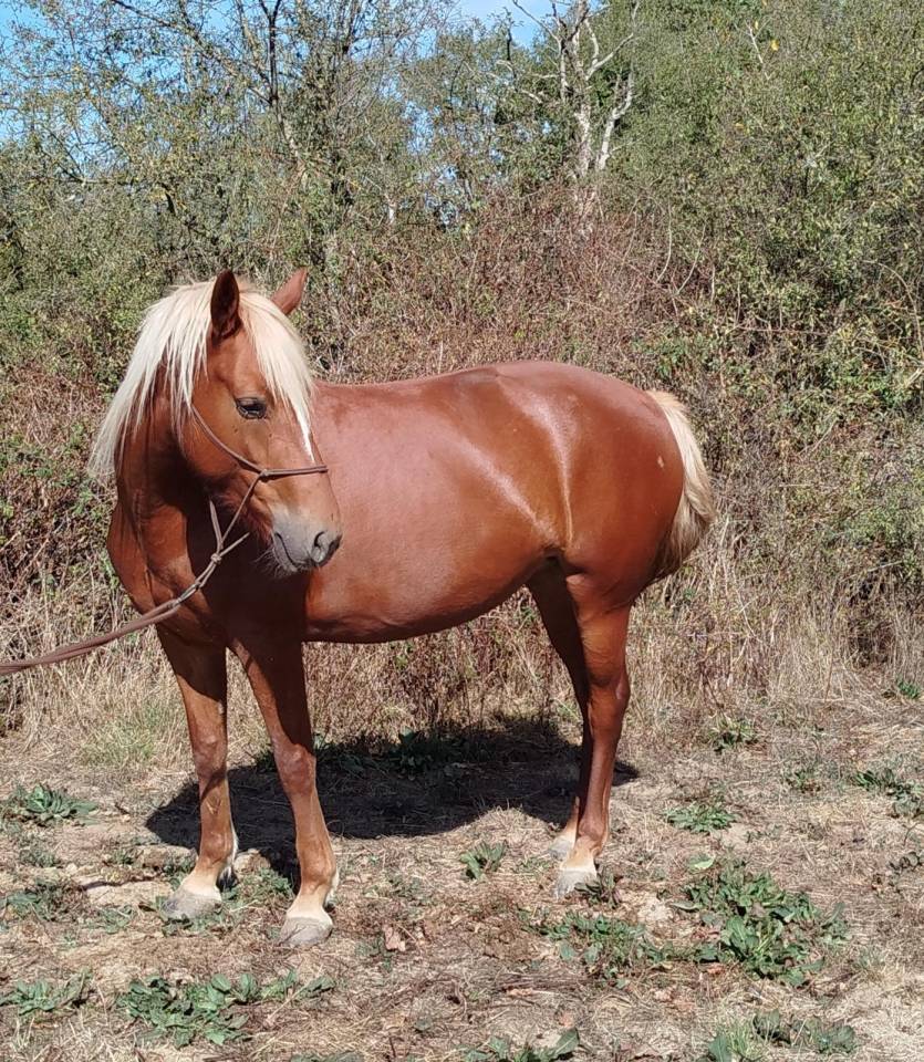 Mare Connemara For sale 2022 Black