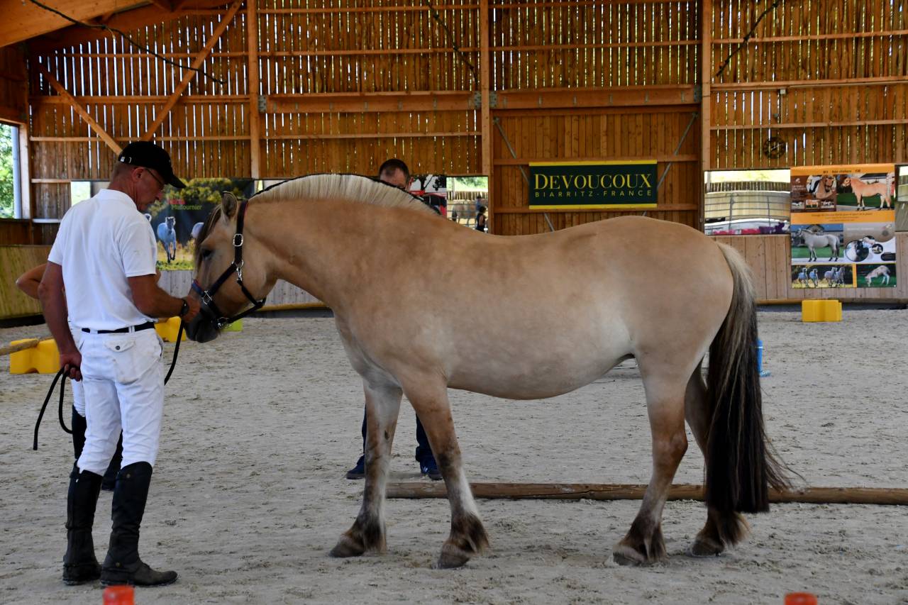 Mare Fjord For sale 2018 Buckskin