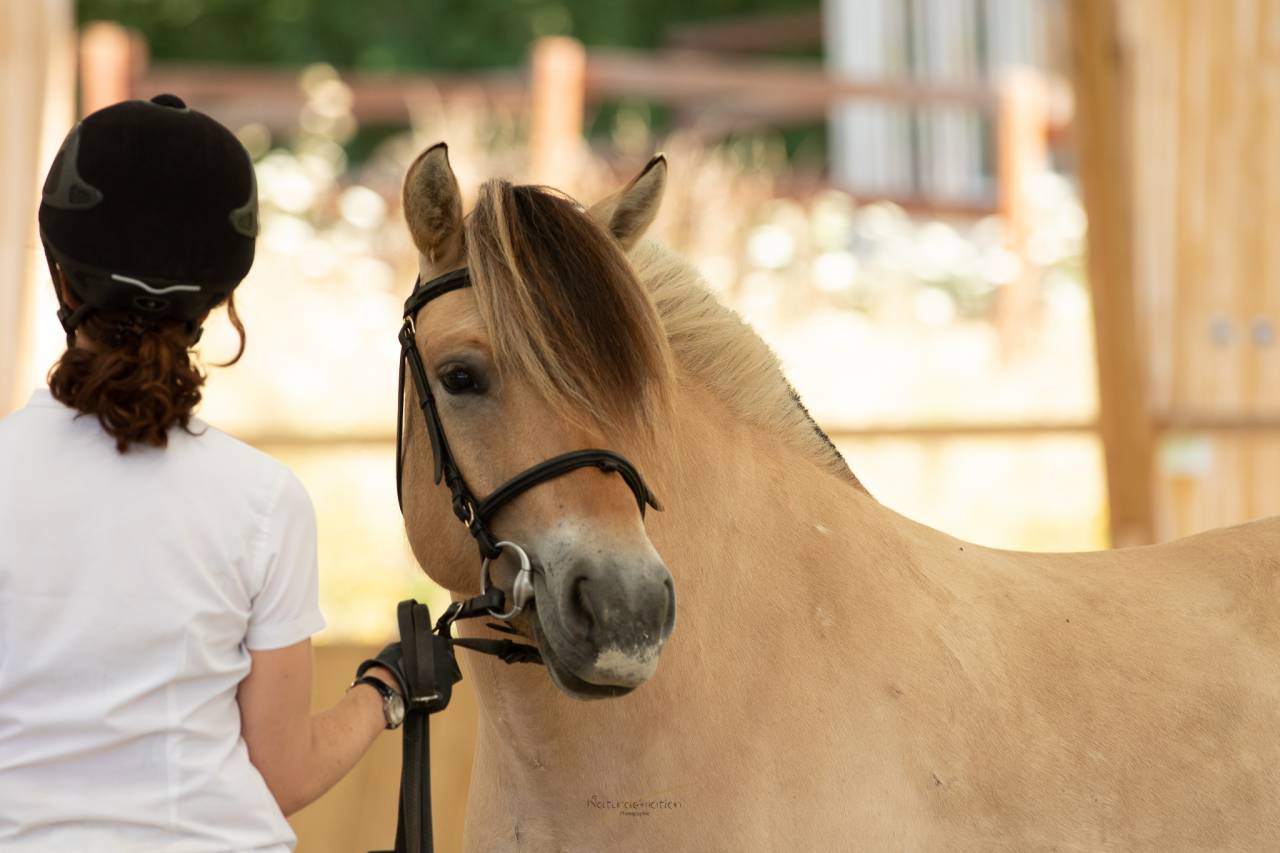 Mare Fjord For sale 2018 Buckskin
