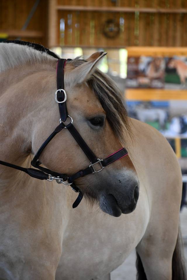 Mare Fjord For sale 2018 Buckskin