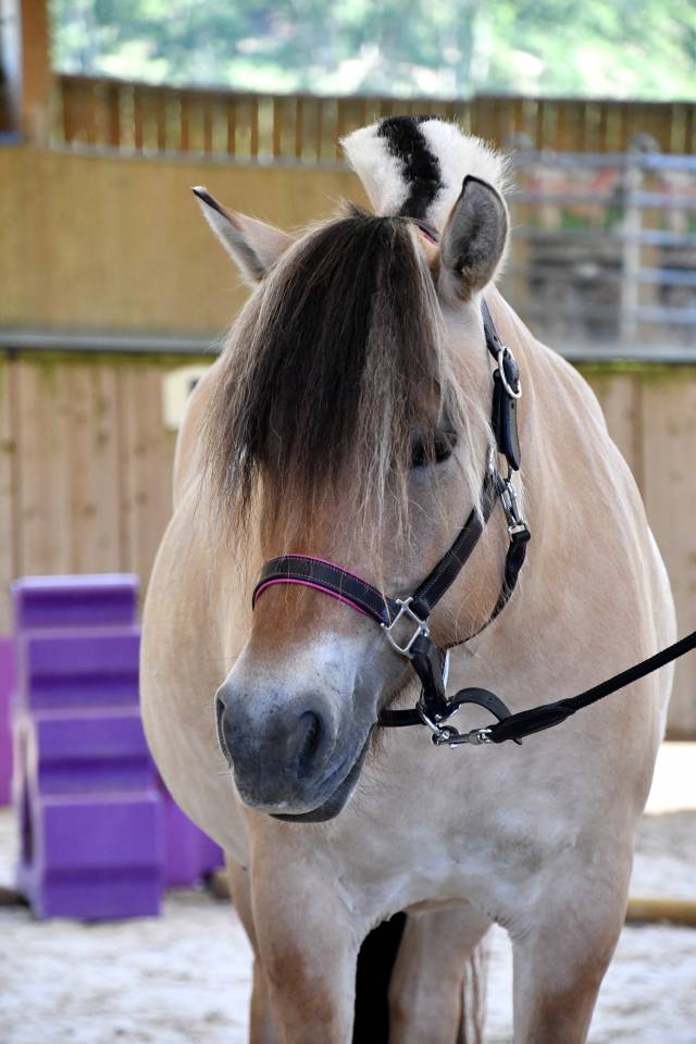 Mare Fjord For sale 2018 Buckskin