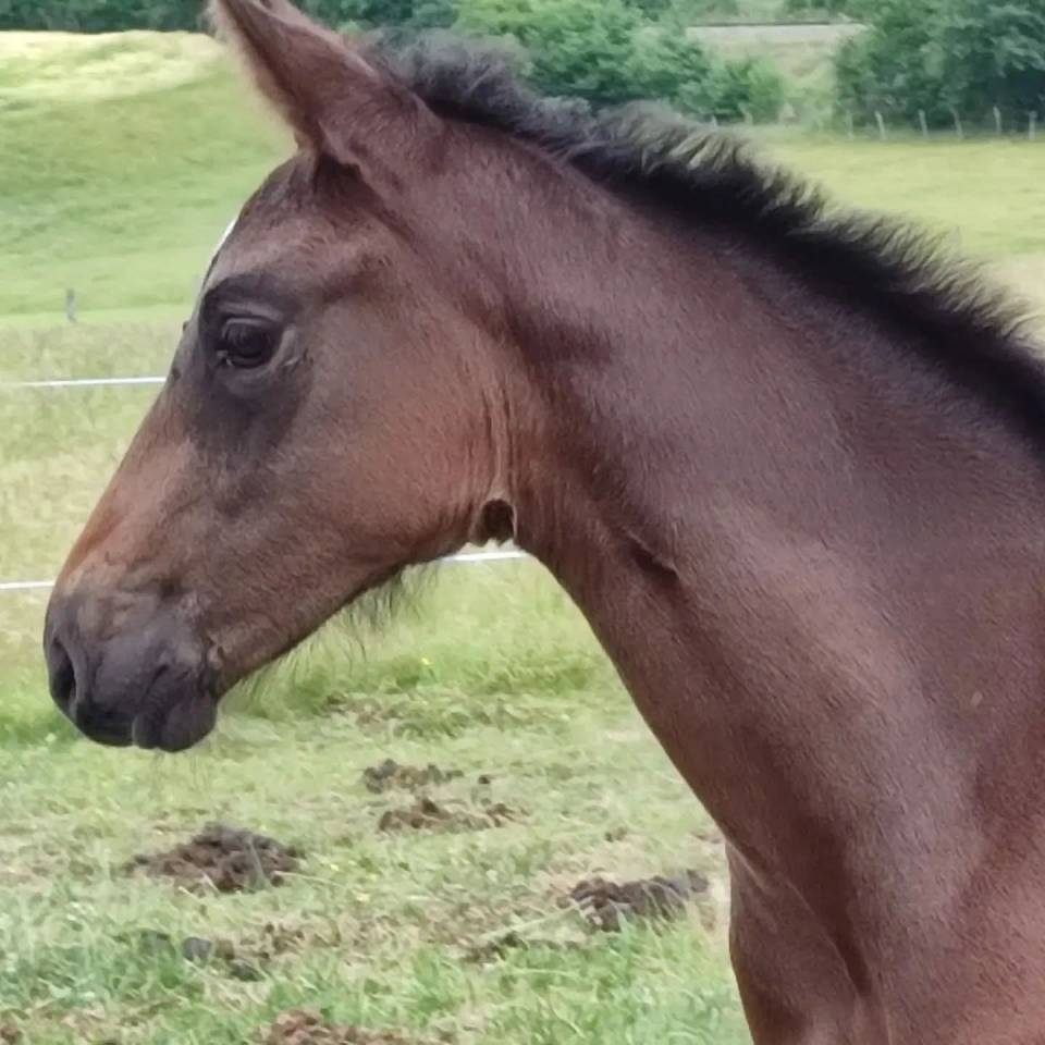 Broodmare Selle Fran&ccedil;ais For sale 2007 Bay