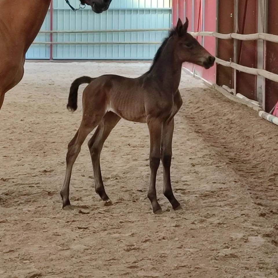 Broodmare Selle Fran&ccedil;ais For sale 2007 Bay