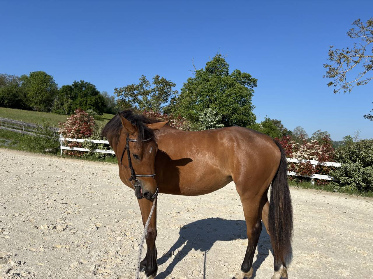 Mare Zangersheide For sale 2023 Bay