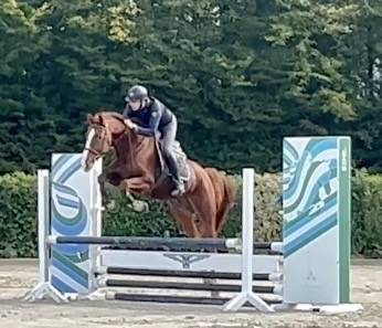 Gelding BWP Belgian Warmblood For sale 2019 Chesnut