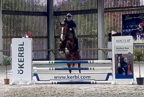 Gelding BWP Belgian Warmblood For sale 2019 Chesnut