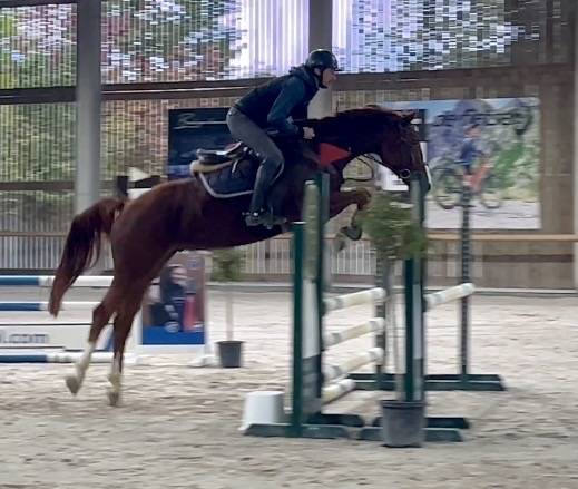 Gelding BWP Belgian Warmblood For sale 2019 Chesnut