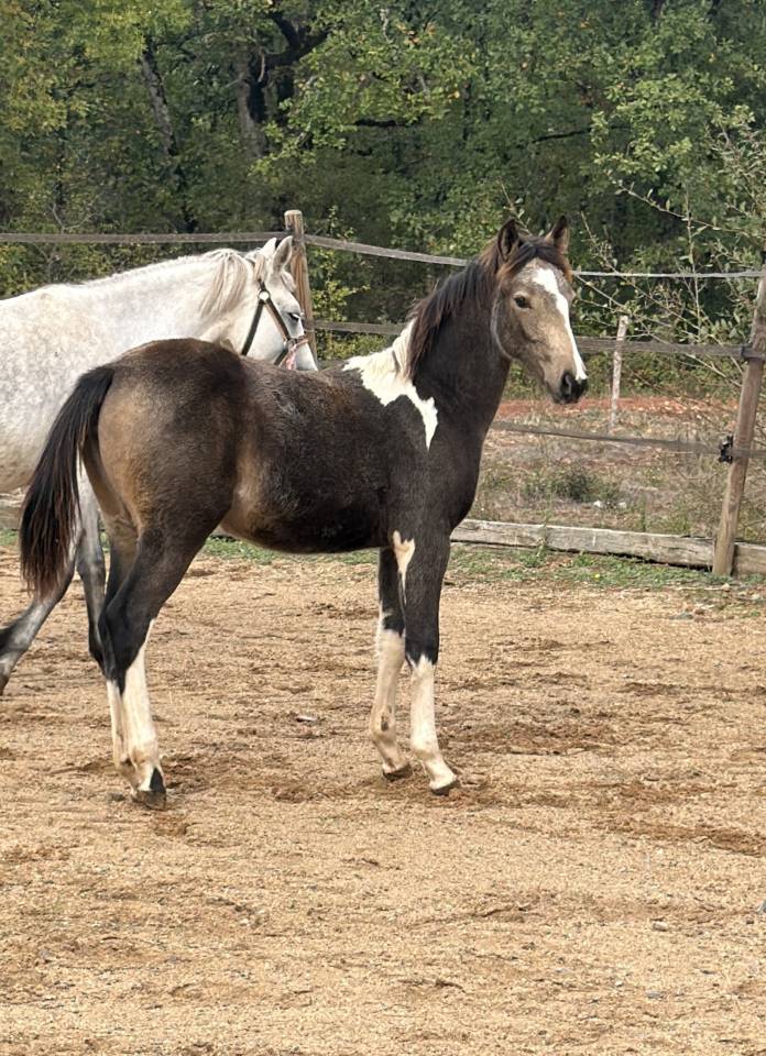 Mare French Saddle Pony For sale 2026 Coloured
