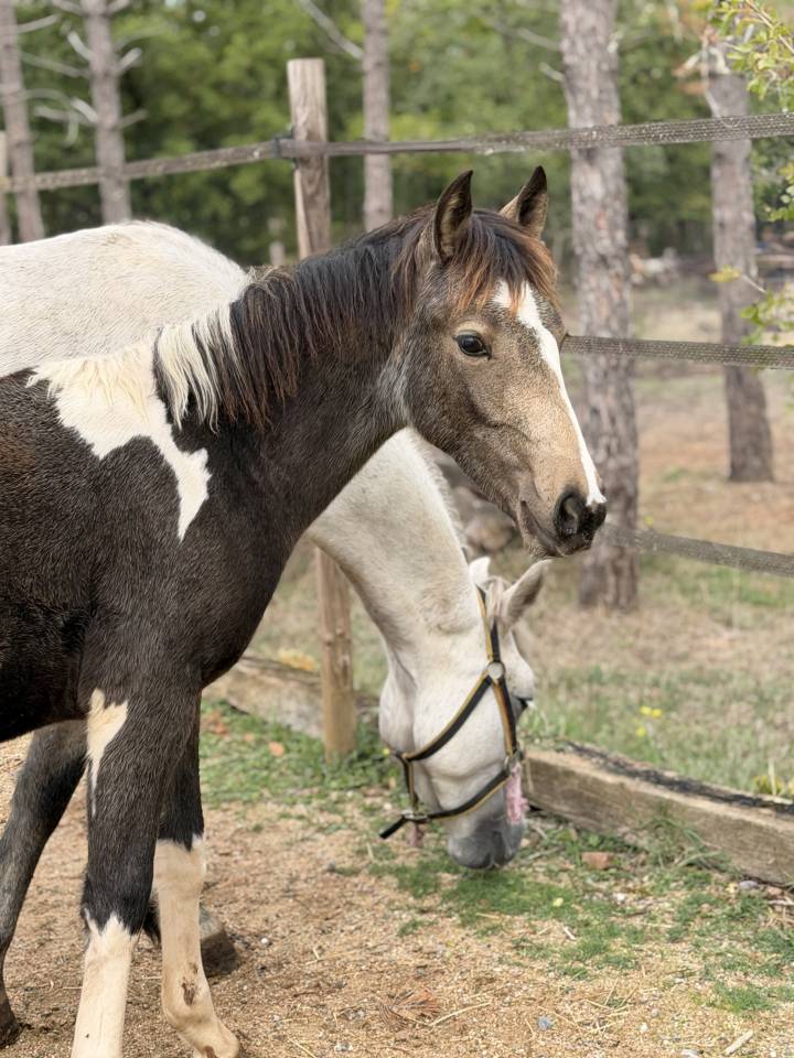Mare French Saddle Pony For sale 2026 Coloured