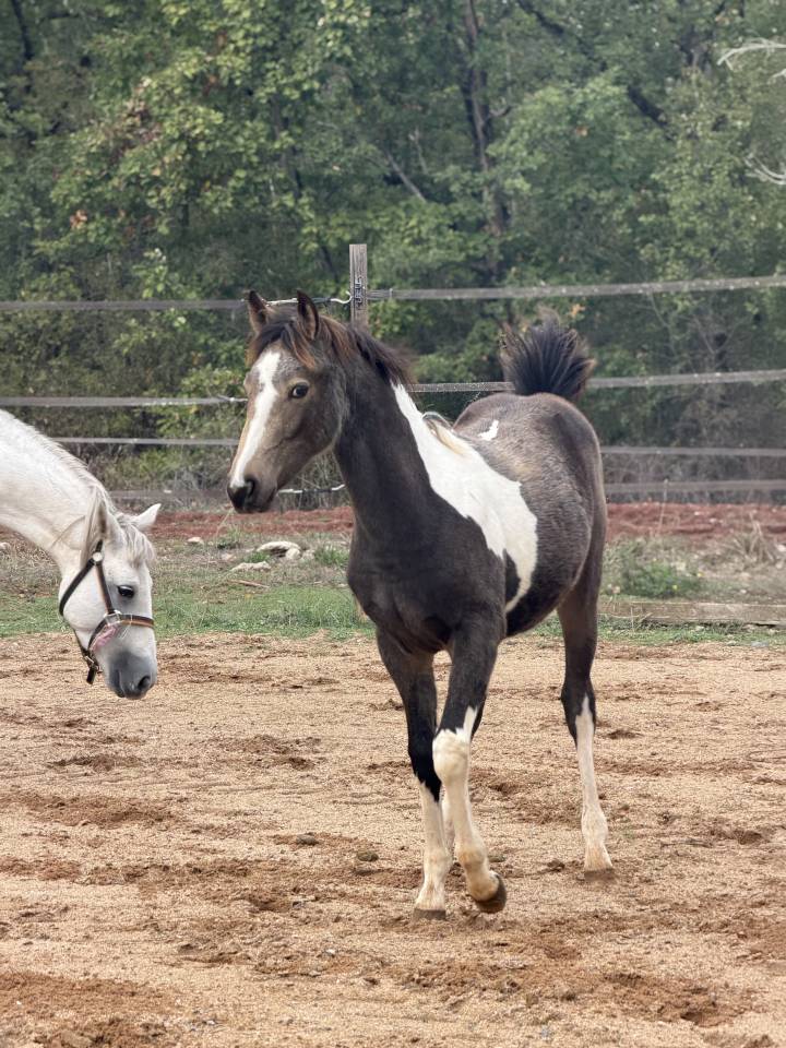 Mare French Saddle Pony For sale 2026 Coloured