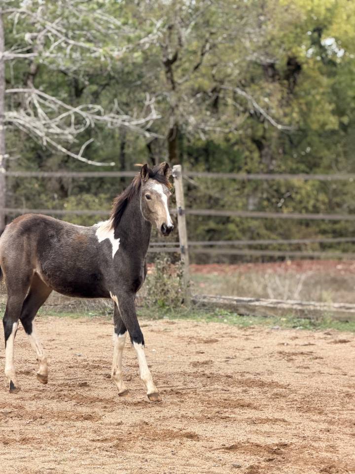 Mare French Saddle Pony For sale 2026 Coloured
