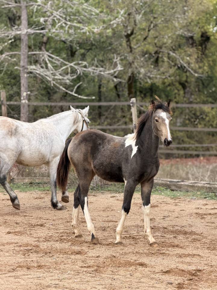Mare French Saddle Pony For sale 2026 Coloured