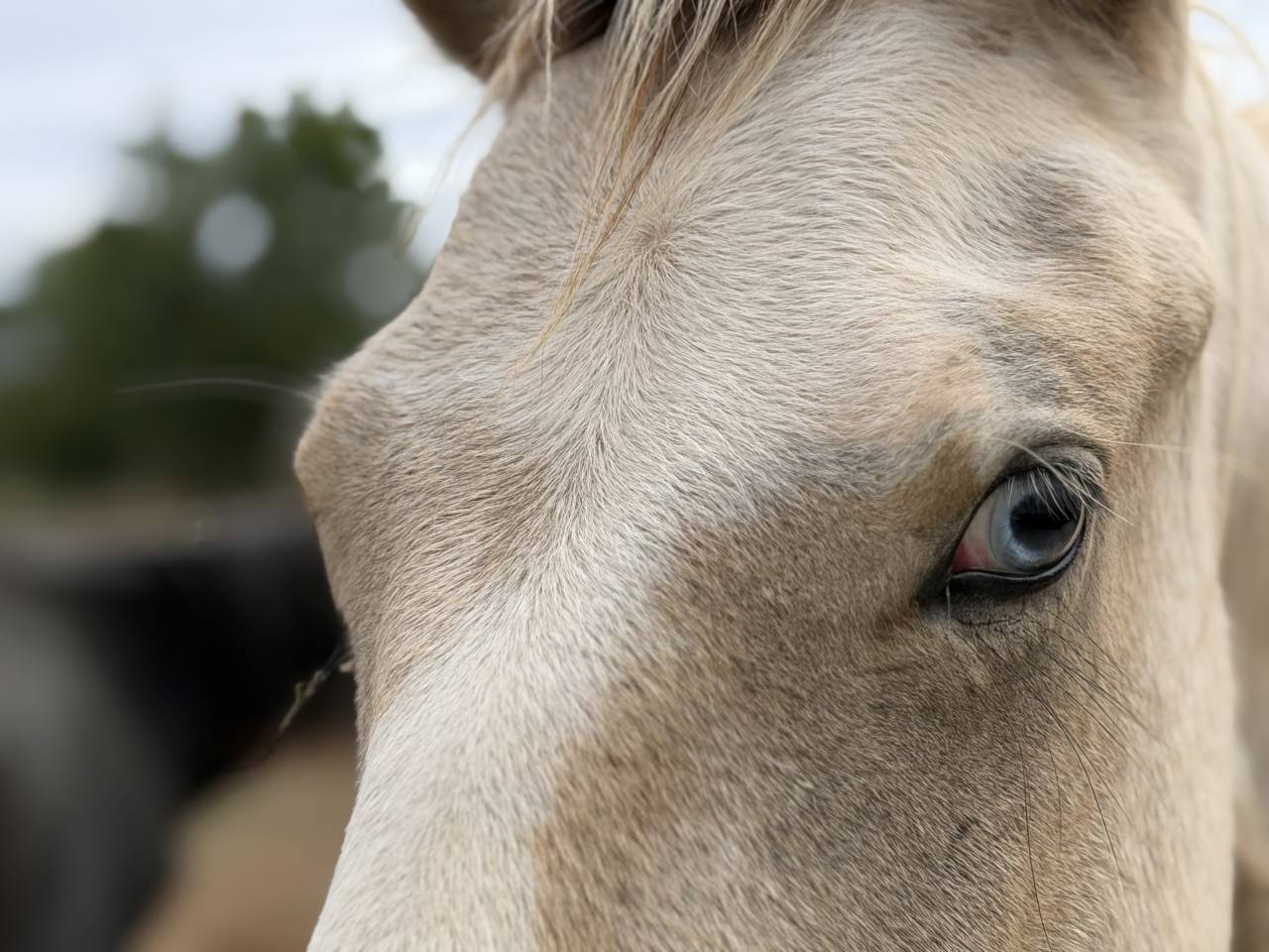 Entire French Saddle Pony For sale 2025 Coloured