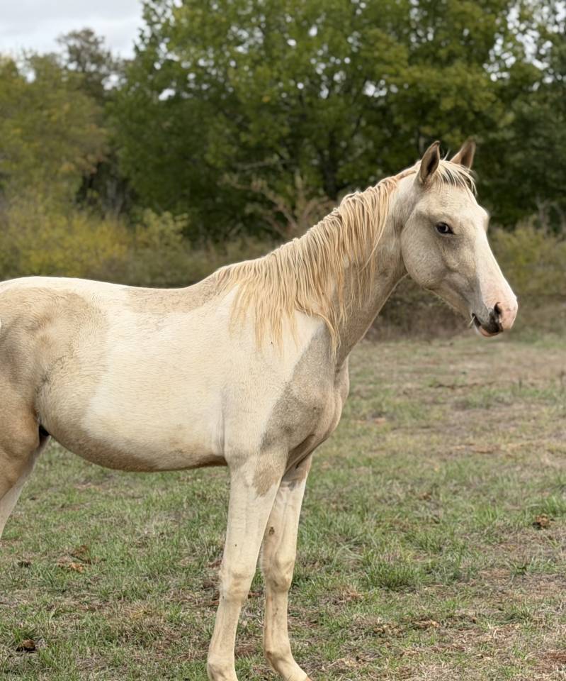 Entire French Saddle Pony For sale 2025 Coloured