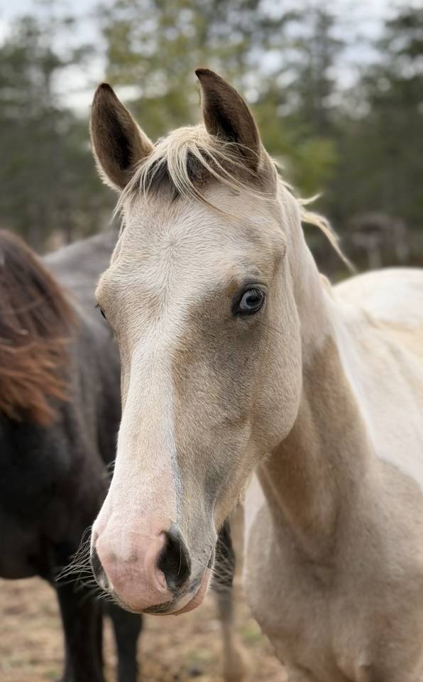 Entire French Saddle Pony For sale 2025 Coloured