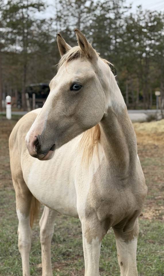 Entire French Saddle Pony For sale 2025 Coloured
