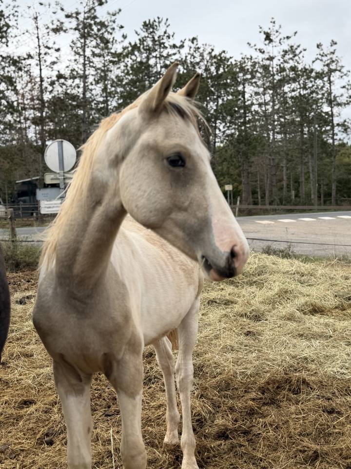Entire French Saddle Pony For sale 2025 Coloured