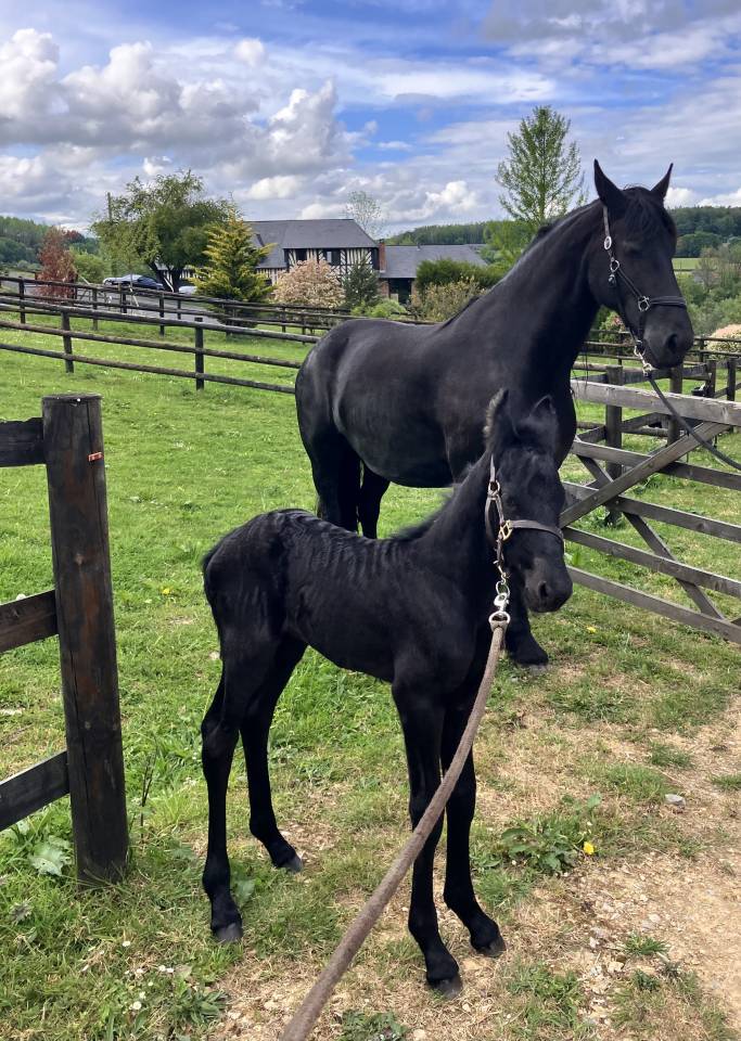 Colt Friesian For sale 2026 Black