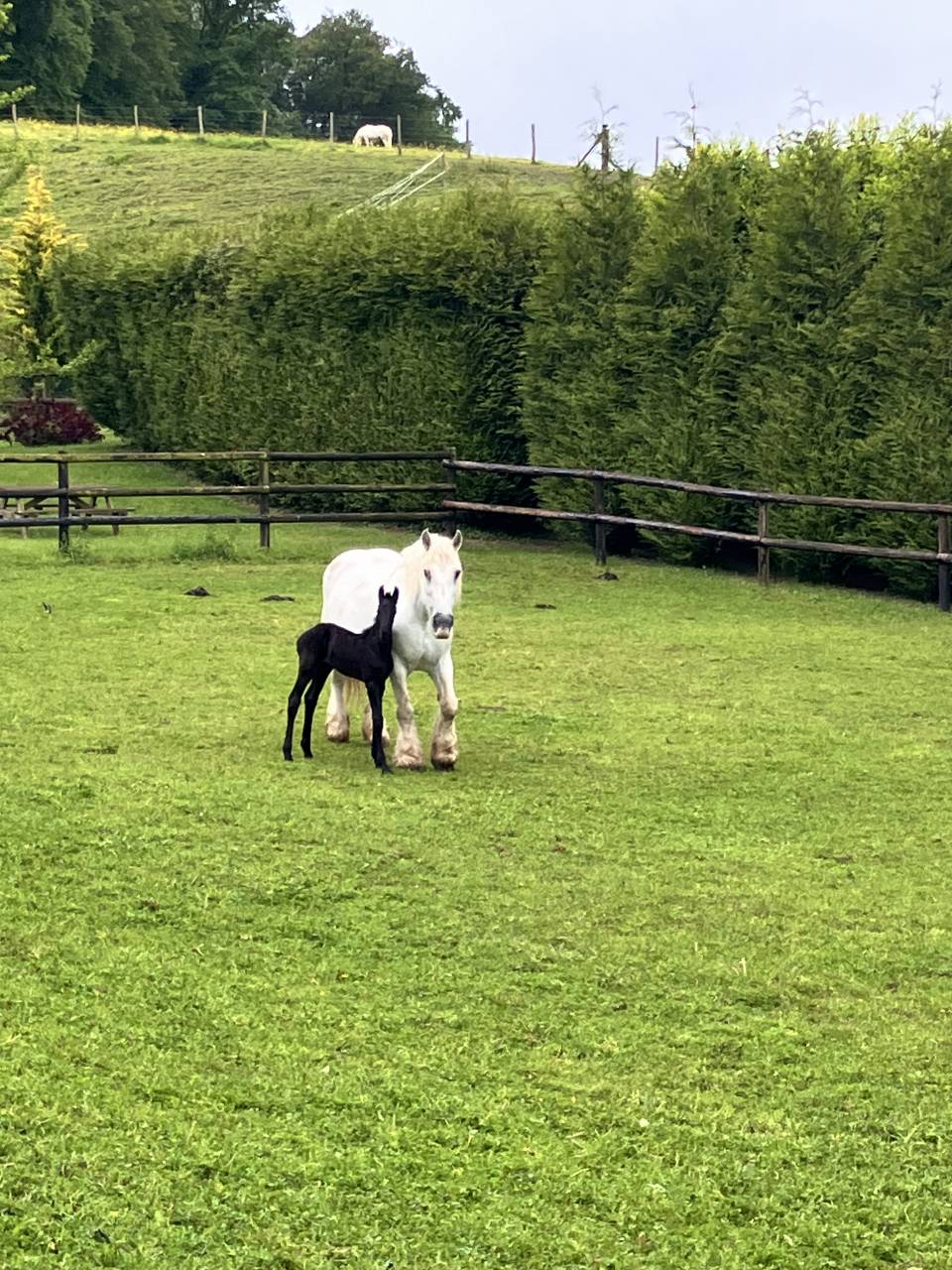 Colt Friesian For sale 2026 Black