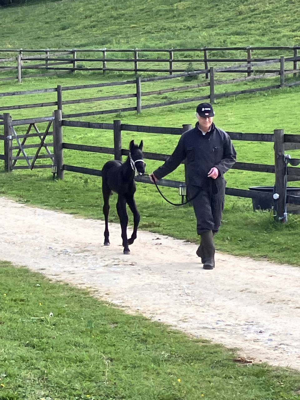 Colt Friesian For sale 2026 Black